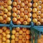 мандарины из египта в Новороссийске