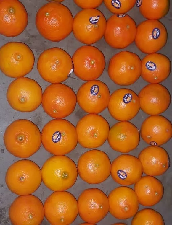 мандарины свежие (египетские) в Краснодаре и Краснодарском крае