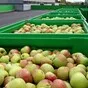 краснодарские яблоки опт с доставкой в Краснодаре и Краснодарском крае