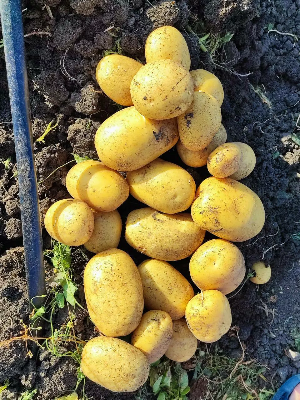 картофель оптом с поля в Краснодаре