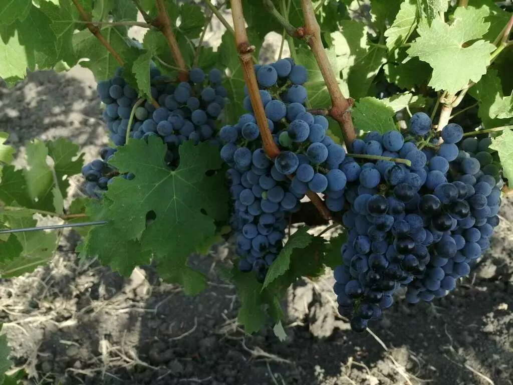 виноград  в Краснодаре и Краснодарском крае