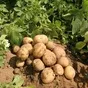 картофель оптом из краснодара в Краснодаре и Краснодарском крае
