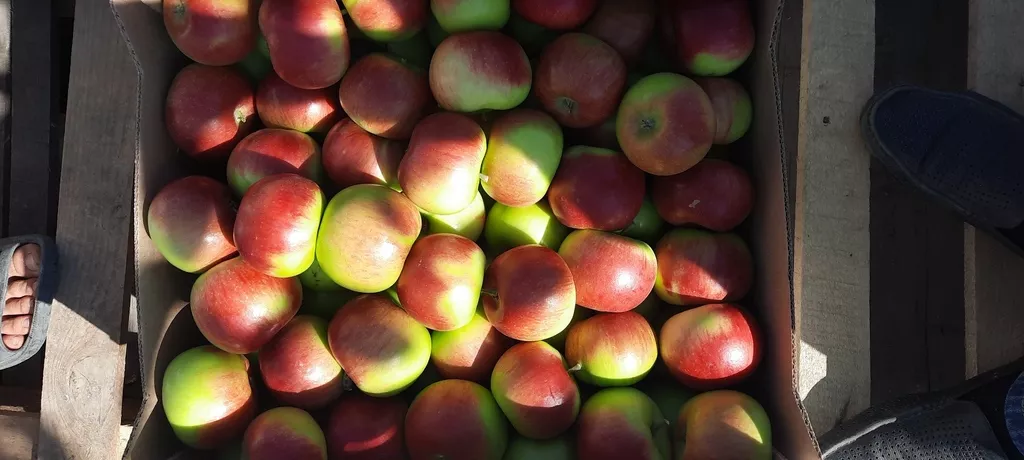 реализуем яблоки урожая 2023 года в Краснодаре и Краснодарском крае 3