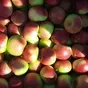 реализуем яблоки урожая 2023 года в Краснодаре и Краснодарском крае 3