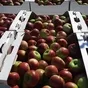 реализуем яблоки урожая 2023 года в Краснодаре и Краснодарском крае
