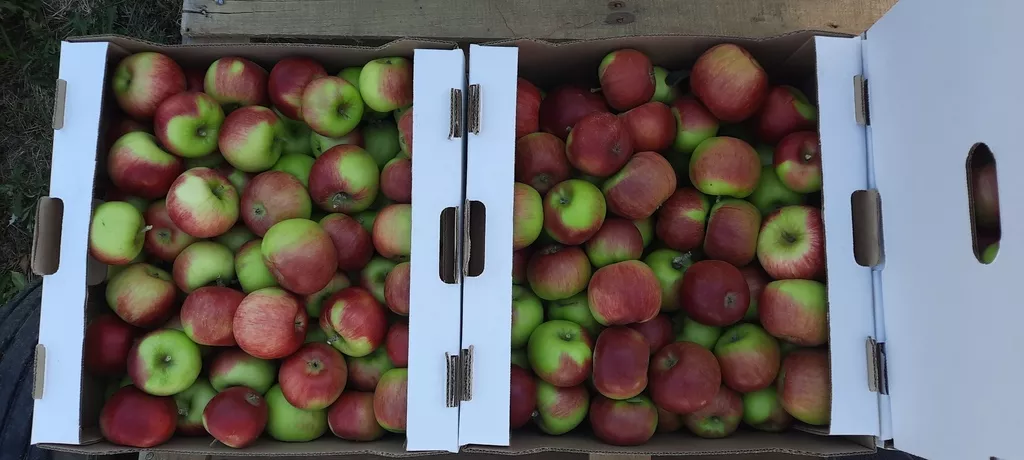реализуем яблоки урожая 2023 года в Краснодаре и Краснодарском крае 2