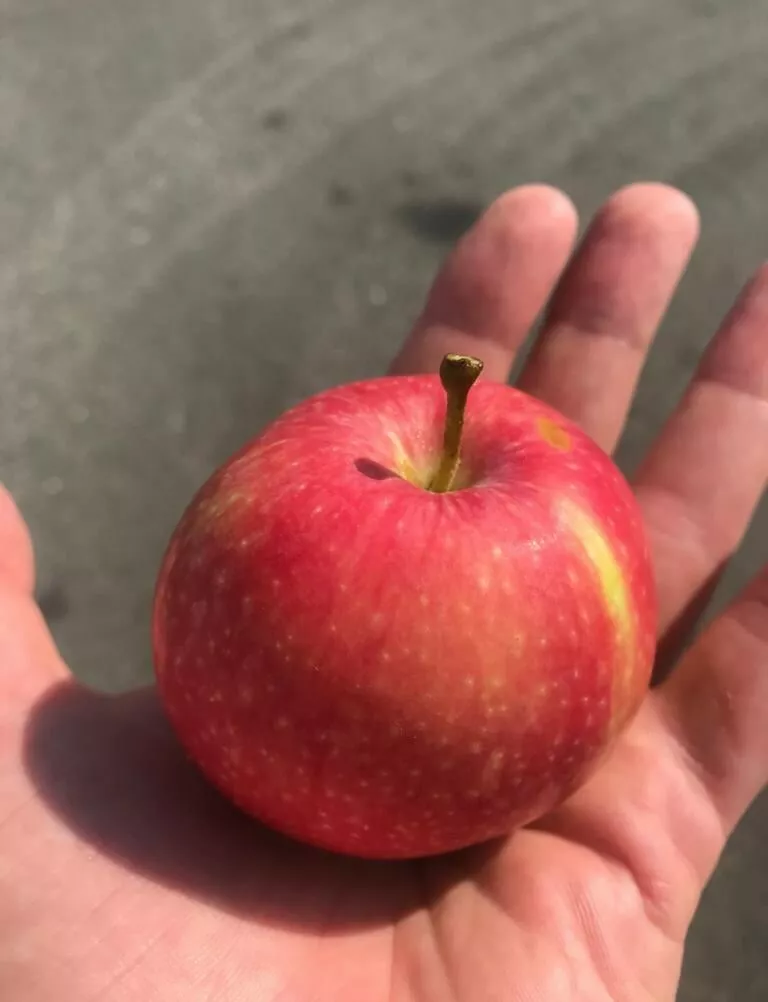 яблоки оптом в Краснодаре