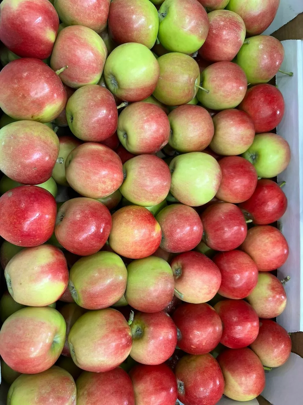 предлагаем яблоки свежие в Краснодаре и Краснодарском крае 4