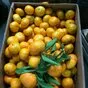 сладкие мандарины оптом из абхазии в Краснодаре и Краснодарском крае