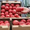 осуществляем оптовую продажу помидоров  в Краснодаре