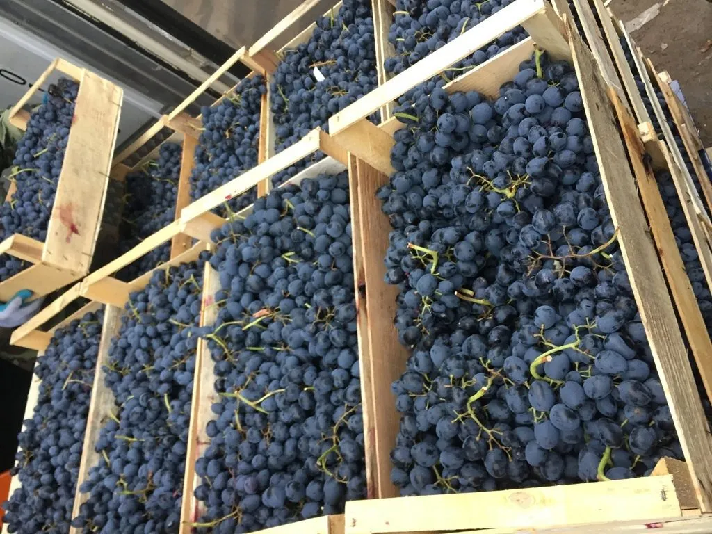 реализуем Винограда Чиллаки  в Краснодаре