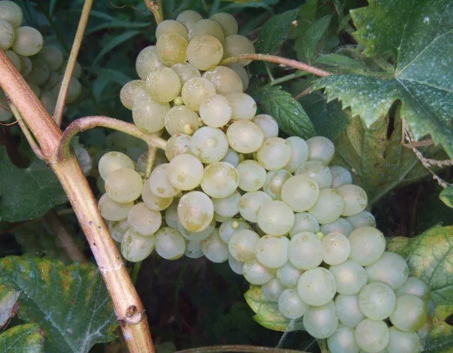  винный виноград голубок белый в Краснодаре