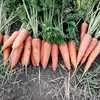 морковь новый урожай в Краснодаре