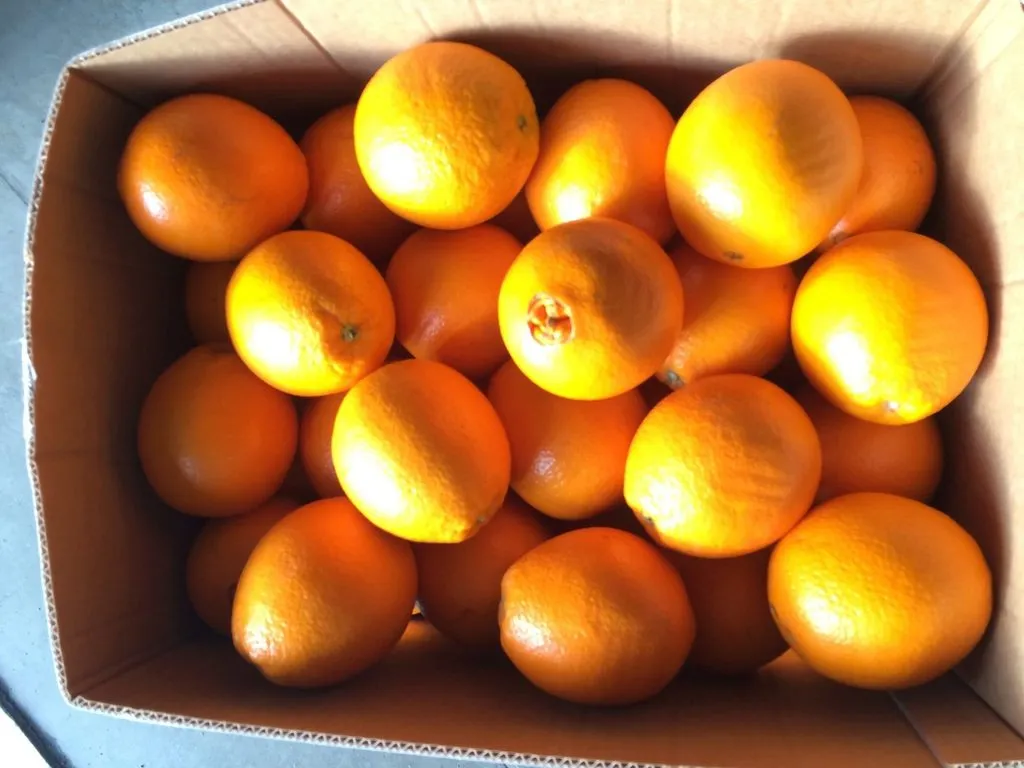 апельсин Египет  в Краснодаре