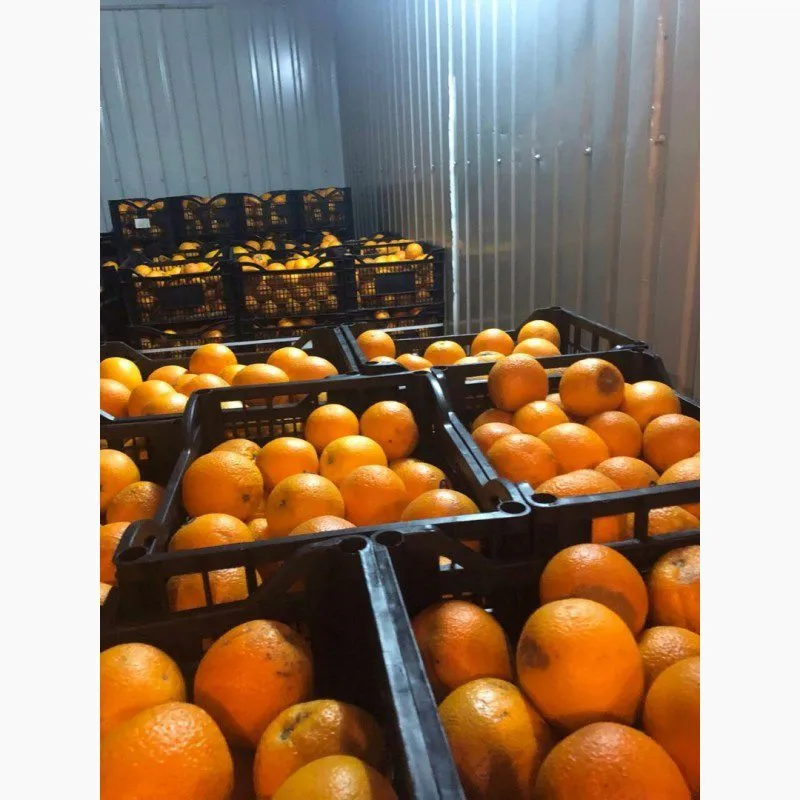  Апельсины Египет 2 сорт  в Краснодаре