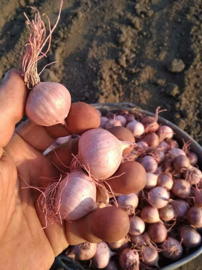 чеснок соло«однозубковая луковица»Любаша в Краснодаре