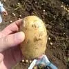 картофель молодой в Краснодаре 2