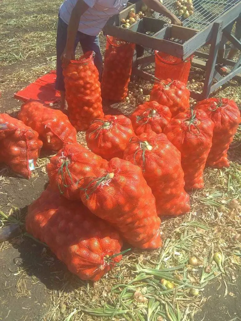 лук 5+ от ФЕРМЕРА оптом урожай 2020 в Краснодаре