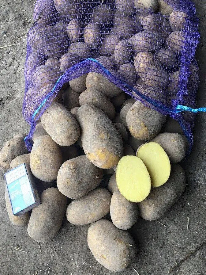 картофель  ОПТОМ со склада в Астрахани в Краснодаре 3