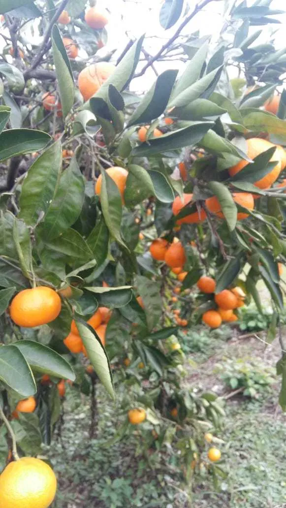абхазские мандарины оптом с плантаций! в Краснодаре